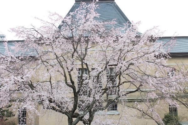 3393-13.3.24夕方北側旧本館窓から祇園枝垂れ桜.jpg