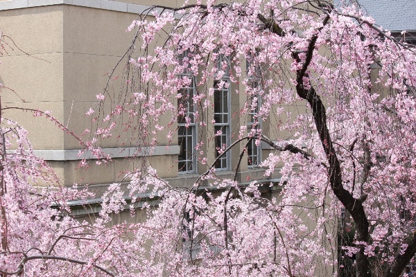 3402-13.3.26祇園紅枝垂れ南旧本館バック２.jpg