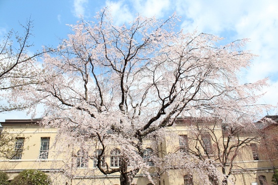 3405-13.3.26祇園枝垂れさくら正面から全体を.jpg