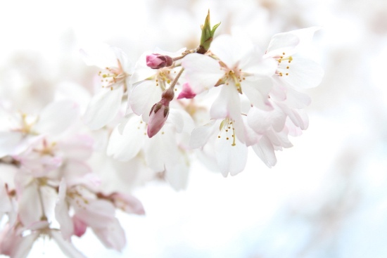 3406-13.3.26祇園枝垂れ桜アップ.jpg