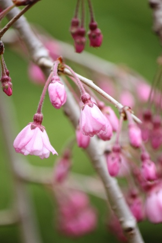 3418-13.3.27八重枝垂れ桜開花.jpg