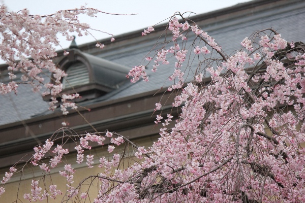 3430-13.3.28一重八重枝垂れ桜と東側の屋根.jpg
