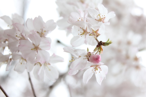 3431-13.3.28祇園枝垂れ桜アップ.jpg