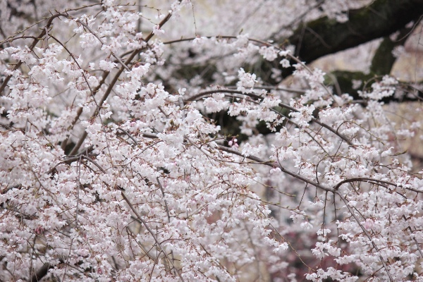 3432-13.3.28祇園枝垂れ桜中アップ.jpg