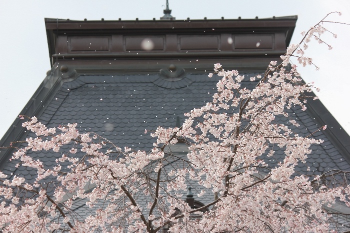 3440-13.3.29ドーマ屋根に散る花びらと祇園枝垂れ桜頭部.jpg