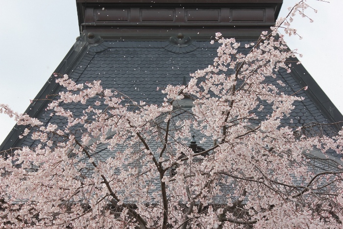 3441-13.3.29ドーマ屋根に散る桜花.jpg