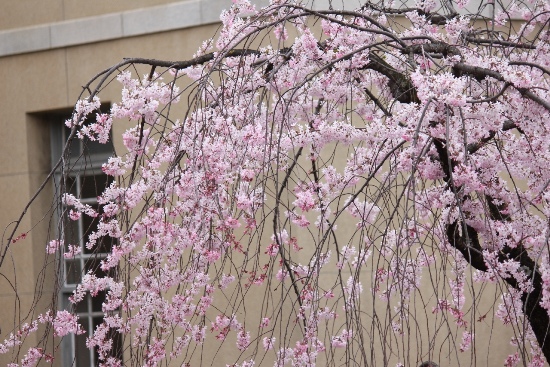 3446-13.3.29一重紅枝垂れ桜とベージュ外壁.jpg