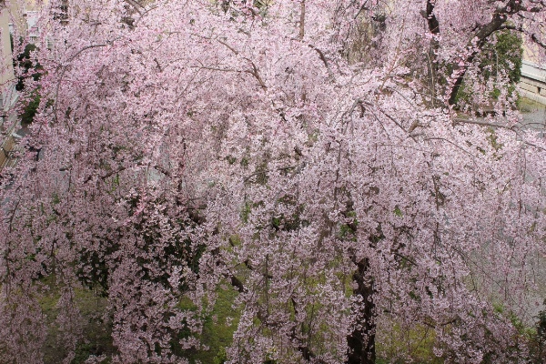 3447-13.3.29一重紅枝垂れ桜ナイアガラ.jpg