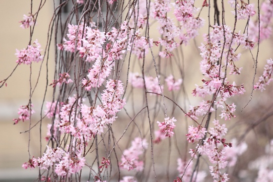 3450-13.3.29一重紅枝垂れ桜縦に枝・枝・枝.jpg