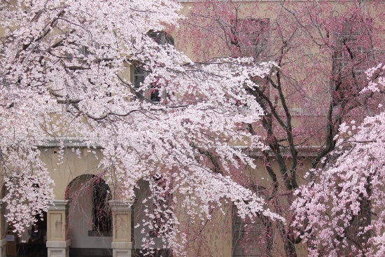 3453-13.3.29祇園枝垂れと一重紅枝垂れ桜.jpg