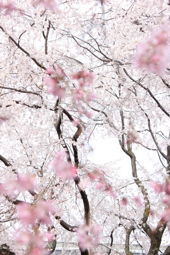 3454-13.3.29祇園枝垂れ桜バックにぼかした紅枝垂れ桜.jpg