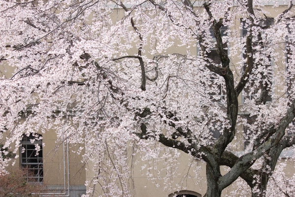 3457-13.3.29祇園枝垂れ中央部右に幹桜アップ.jpg