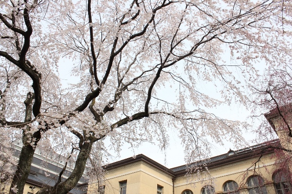 3458-13.3.29空を覆う祇園枝垂れ桜.jpg