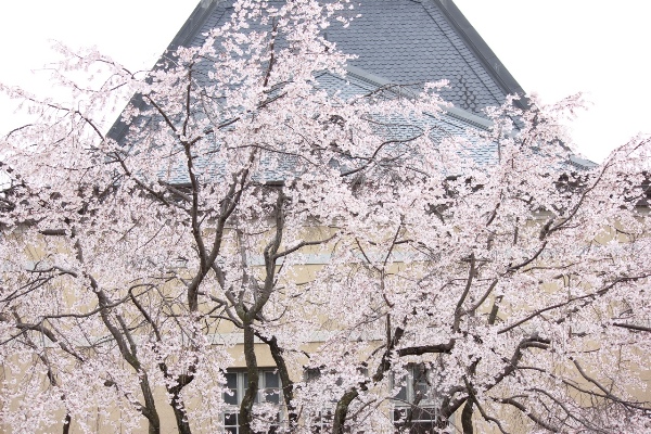 3466-13.3.29南正面屋根と祇園枝垂れ桜.jpg