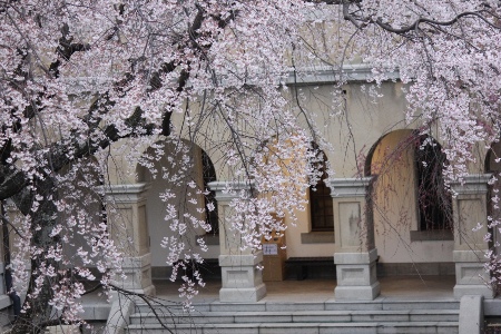 3473-13.3.29夕方灯りのついた庁舎と祇園枝垂れ桜.jpg