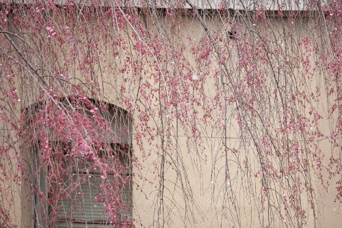 3478-13.3.29蕾八重紅枝垂れ桜とベージュ外壁.jpg