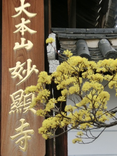 3497-13.3.20妙顕寺看板と山茱萸.jpg