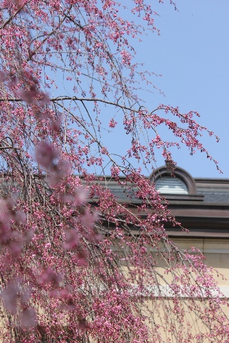 3517-13.3.30八重紅枝垂れ桜と北側屋根.jpg