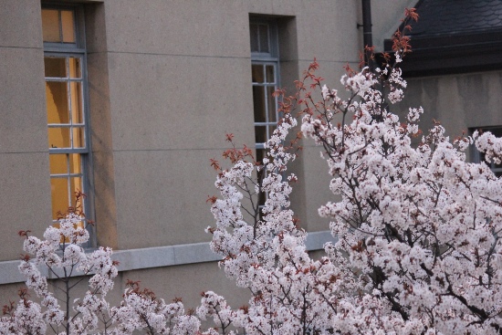 3528-13.3.31容保桜と窓.jpg