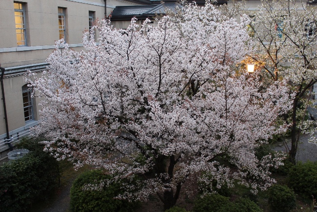 3530-13.3.31容保桜全体風景.jpg