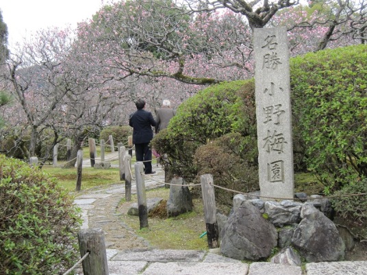 3534-３随心院・小野梅園.JPG