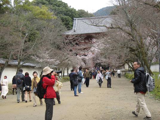 3539-８桜の醍醐寺参道.JPG