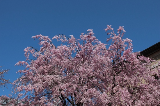 3550-13.4.5深いブルー空に八重紅枝垂れ桜上部.jpg