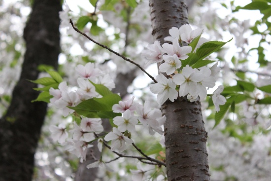 3571-13.4.5大島桜幹から出る花.jpg