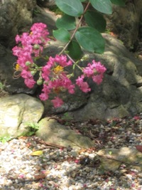 358-20100821立本寺百日紅先端.JPG