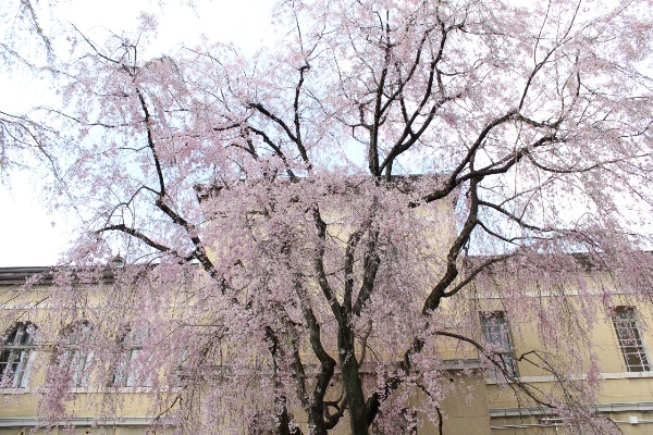 3655-13.4.7旧本館北側バックに八重紅枝垂れ桜.jpg