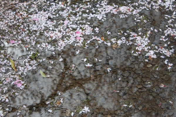 3659-13.4.7水たまりに映るしだれ桜と花びら.jpg