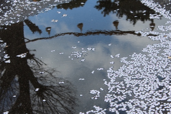 3682-13.4.3水たまりに花びらと注連縄.jpg