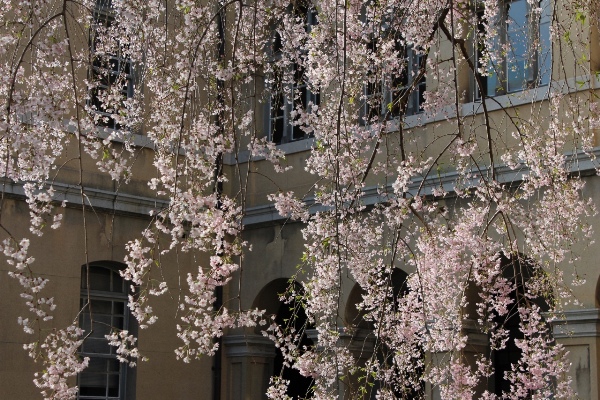 3707-13.4.12Aからの陽光を受ける八重紅枝垂れ桜バック旧本館.jpg