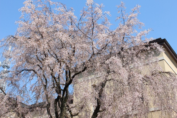 3708-13.4.12あおぞら・旧本館上部・八重紅枝垂れ桜.jpg