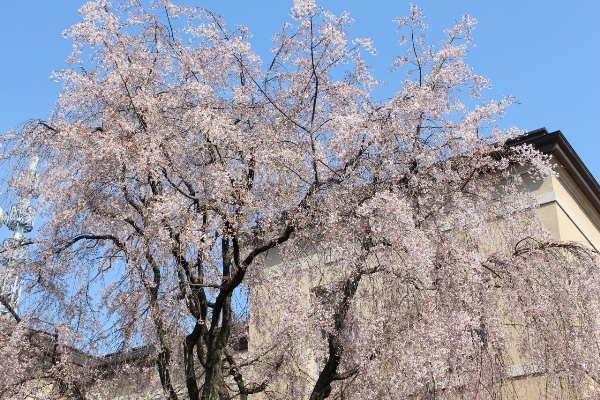 3708-13.4.12あおぞら・旧本館上部・八重紅枝垂れ桜.jpg