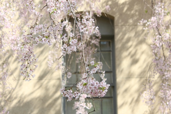 3709-13.4.12ベージュ外壁と窓バック八重紅枝垂れ桜.jpg