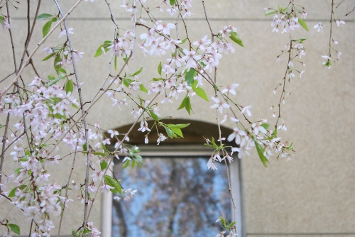 3710-13.4.12一重べの亥枝垂れ桜と小さい窓.jpg
