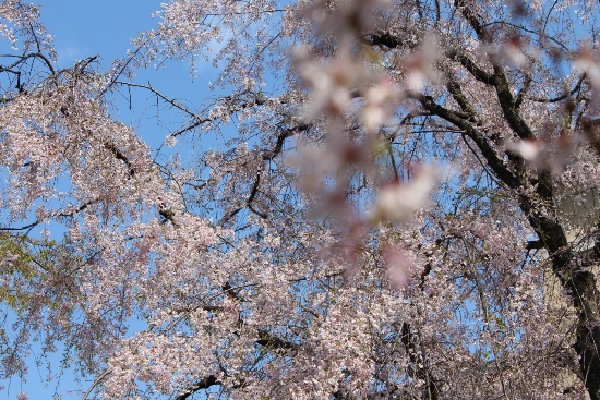 3711-13.4.12一重紅しだれ桜暈しバックに八重紅枝垂れ桜.jpg