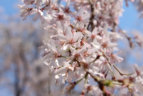 3712-13.4.12一重紅枝垂れ桜アップ.jpg