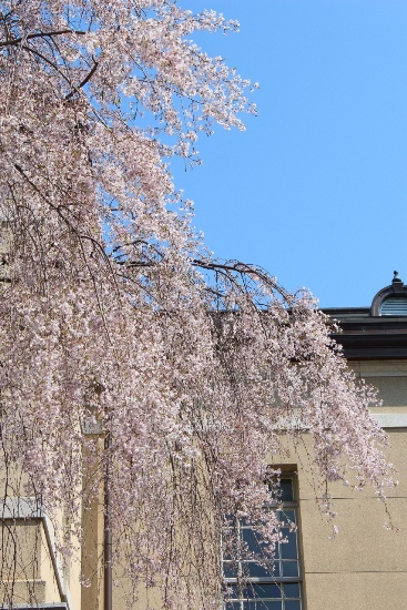 3718-13.4.12青空・八重紅枝垂れ桜・旧本館.jpg