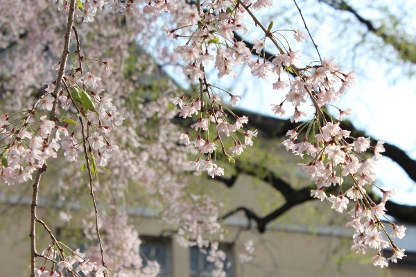 3719-13.4.12南側旧本館バックに紅八重しだれ桜.jpg