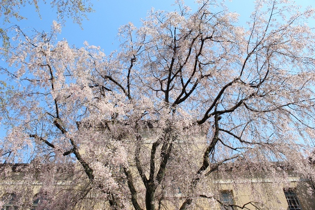 3724-13.4.12八重紅枝垂れ桜青空バック.jpg