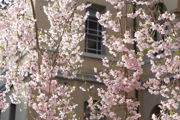 3727-13.4.12陽光を西から受ける八重紅枝垂れ桜.jpg