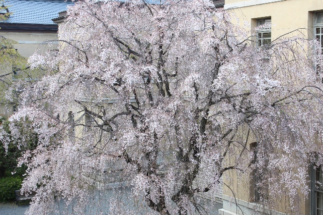 3728-13.4.12両脇旧本館八重紅枝垂れ桜.jpg