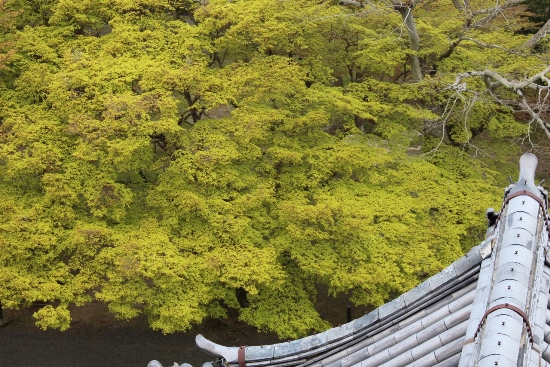 3731-13.4.11南禅寺三門から青紅葉.jpg