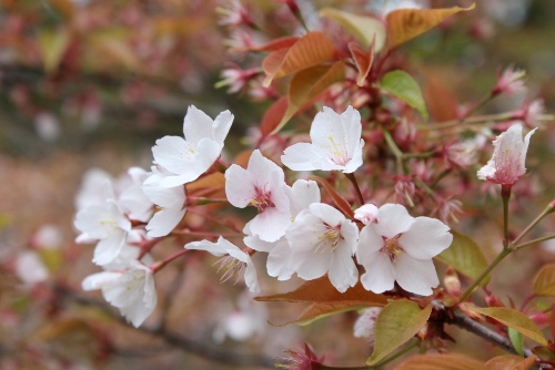 3732-13.4.11南禅寺三門前桜アップ.jpg