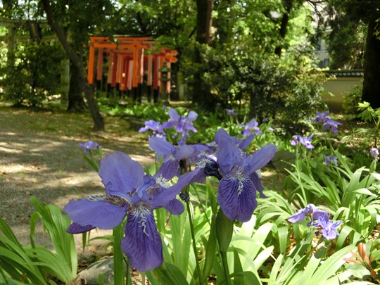 3852-上御霊神社イチハツアップ.jpg