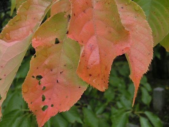 4283-13.9.8桜紅葉に….jpg