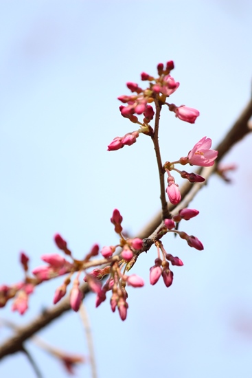 5113-一重紅枝垂れ桜.jpg