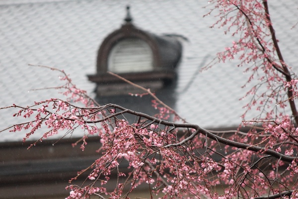 5123-14.3.26屋根と祇園枝垂れ桜.jpg